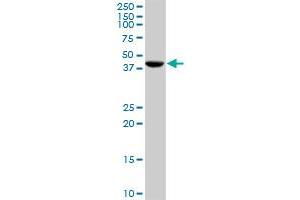 CANT1 MaxPab rabbit polyclonal antibody. (CANT1 antibody  (AA 1-401))