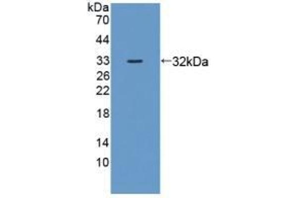 DNAJC2 antibody  (AA 368-621)
