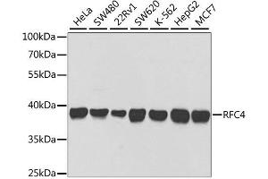 Western blot analysis of extracts of various cell lines, using RFC4 antibody. (RFC4 antibody  (AA 204-363))