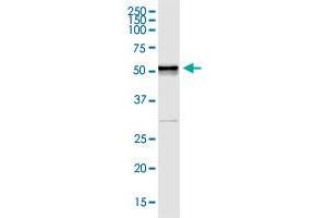 DLK1 MaxPab rabbit polyclonal antibody. (DLK1 antibody  (AA 1-383))