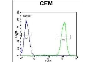IKZF1 Antibody (C-term) (ABIN654180 and ABIN2844035) flow cytometric analysis of CEM cells (right histogram) compared to a negative control cell (left histogram). (IKZF1 antibody  (C-Term))