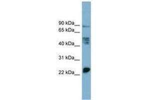 Image no. 1 for anti-Myelin Protein Zero-Like 1 (MPZL1) (AA 107-156) antibody (ABIN6743249)