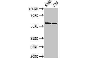 Western Blot Positive WB detected in: K562 whole cell lysate, 293 whole cell lysate All lanes: CCT7 antibody at 3 μg/mL Secondary Goat polyclonal to rabbit IgG at 1/50000 dilution Predicted band size: 60, 38, 55, 51 kDa Observed band size: 60 kDa (CCT7 antibody  (AA 240-543))