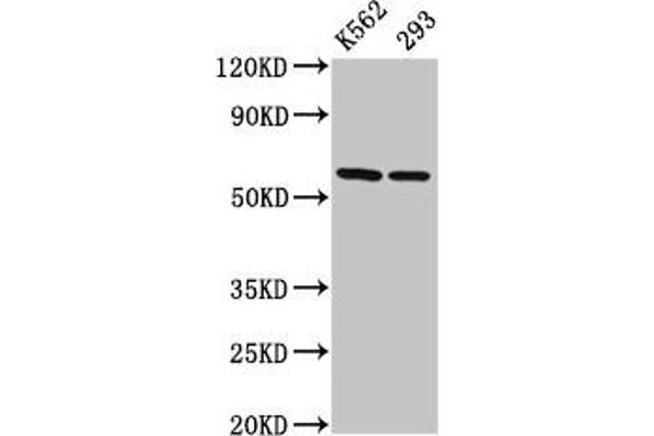 CCT7 antibody  (AA 240-543)