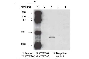 Western blot analysis using CYP3A7 antibody  on various recombinant CYP450 proteins. (CYP3A7 antibody  (C-Term))