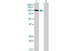 Synaptojanin 2 antibody  (AA 1396-1495)