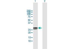 Western Blot analysis of RAB32 expression in transfected 293T cell line by RAB32 MaxPab polyclonal antibody.