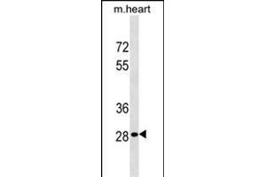 HOXB13 Antibody (C-term) (ABIN1536878 and ABIN2838183) western blot analysis in mouse heart tissue lysates (35 μg/lane). (HOXB13 antibody  (C-Term))