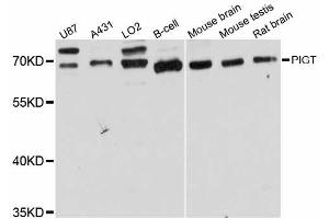 Western blot analysis of extracts of various cell lines, using PIGT antibody (ABIN6291676) at 1:3000 dilution.