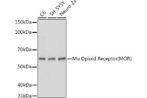Western blot analysis of extracts of various cell lines, using Mu Opioid Receptor(MOR) antibody (ABIN7269101) at 1:1000 dilution. (Mu Opioid Receptor 1 antibody  (C-Term))