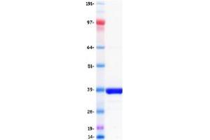 Validation with Western Blot (Neurogenin 1 Protein (NEUROG1) (Myc-DYKDDDDK Tag))