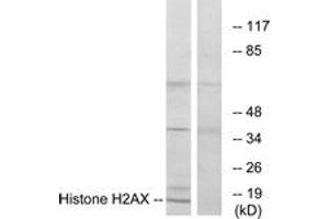Western blot analysis of extracts from HT-29 cells, using Histone H2AX  Antibody.