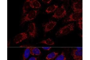 Immunofluorescence (IF) image for anti-Mitochondrial Import Receptor Subunit TOM20 homolog (TOMM20) antibody (ABIN7259444)