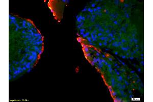 Formalin-fixed and paraffin-embedded rat testis labeled with Anti-EPHA10 Polyclonal Antibody, Unconjugated (ABIN1714266) 1:200, overnight at 4°C, The secondary antibody was Goat Anti-Rabbit IgG, Cy3 conjugated used at 1:200 dilution for 40 minutes at 37°C. (EPH Receptor A10 antibody  (AA 151-250))