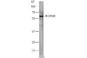 293T cell lysates probed with Rabbit Anti-Slco1a1 Polyclonal Antibody, Unconjugated  at 1:500 for 90 min at 37˚C. (Slco1a1 antibody  (AA 2-90))