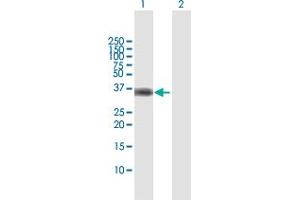 Western Blot analysis of B4GALT4 expression in transfected 293T cell line by B4GALT4 MaxPab polyclonal antibody.