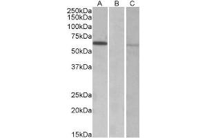 HEK293 lysate (10ug protein in RIPA buffer) over expressing Human MKRN1 with DYKDDDDK tag probed with ABIN768634 (0. (MKRN1 antibody  (AA 105-118))