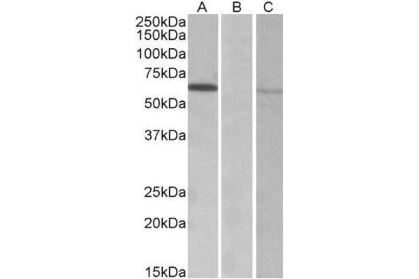MKRN1 抗体  (AA 105-118)
