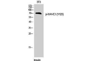 Western Blotting (WB) image for anti-WAS Protein Family, Member 1 (WASF1) (pTyr125) antibody (ABIN3173244) (WASF1 antibody  (pTyr125))
