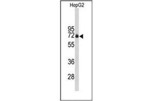 Western blot analysis of FBXO3 Antibody (C-term) in HepG2 cell line lysates (35ug/lane). (F-Box Protein 3 antibody  (C-Term))