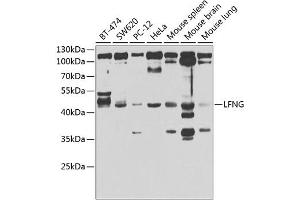 Western blot analysis of extracts of various cell lines, using LFNG antibody (ABIN6131859, ABIN6143153, ABIN6143155 and ABIN6223317) at 1:1000 dilution. (LFNG antibody  (AA 1-250))