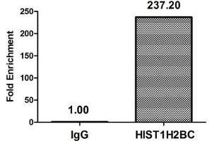 Chromatin Immunoprecipitation Hela (10 6 , treated with 30 mM sodium butyrate for 4h) were treated with Micrococcal Nuclease, sonicated, and immunoprecipitated with 5 μg anti-HIST1H2BC (ABIN7139170) or a control normal rabbit IgG. (Histone H2B antibody  (acLys20))