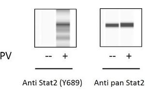 K562 cells were untreated or treated with PV. (STAT2 ELISA Kit)