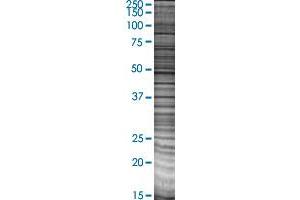 C1QBP transfected lysate. (C1QBP 293T Cell Transient Overexpression Lysate(Denatured))