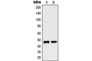 Western blot analysis of p47 phox expression in MCF7 (A), HeLa (B) whole cell lysates. (NCF1 antibody  (C-Term))