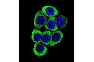 Confocal immunofluorescent analysis of TMEM150B Antibody (N-term) (ABIN655346 and ABIN2844909) with 293 cell followed by Alexa Fluor 488-conjugated goat anti-rabbit lgG (green). (TMEM150B antibody  (N-Term))