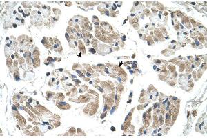 Human Muscle (CHST1 antibody  (N-Term))