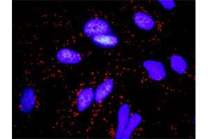 Proximity Ligation Analysis of protein-protein interactions between FGFR2 and FGF10. (FGF10 antibody  (AA 38-137))