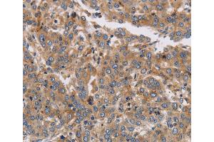 Immunohistochemistry (IHC) image for anti-Potassium Voltage-Gated Channel, Subfamily G, Member 1 (KCNG1) antibody (ABIN2433237) (KCNG1 antibody)