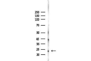 Western blot analysis of lysates from Mouse liver, using Rab5A Antibody at 1/1000 dilution.
