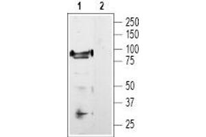 Western blot analysis of rat DRG lysate: - 1. (TRPV1 antibody  (C-Term, Intracellular))