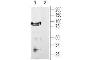 Western blot analysis of rat DRG lysate: - 1. (TRPV1 antibody  (Intracellular))
