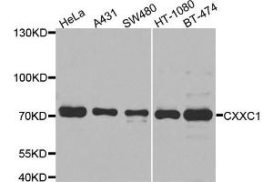 Western blot analysis of extracts of various cell lines, using CXXC1 antibody. (CXXC1 antibody)