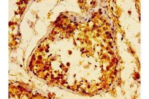 IHC image of ABIN7159581 diluted at 1:100 and staining in paraffin-embedded human testis tissue performed on a Leica BondTM system. (METAP2 antibody  (AA 313-449))