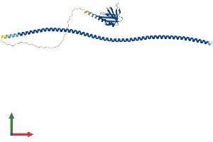 AlphaFold protein structure predicition of Mouse Recombinant Homer1 Protein, UniprotID Q9Z2Y3