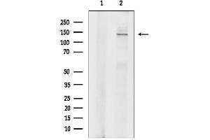anti-Ubiquitin Specific Peptidase 40 (USP40) (C-Term) antibody