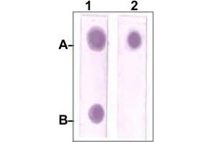Dot Blot : 1 ug peptide was blot onto NC membrane. (STAT3 antibody)