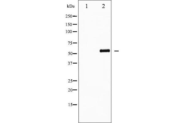 FOXO4 antibody  (pSer197)