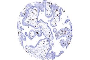 Placenta early AIF1 expression is particularly strong in macrophages of the placenta (Iba1 antibody  (AA 1-146))