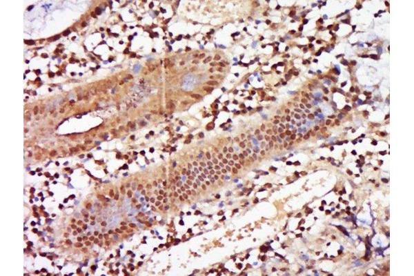 ZNF740 antibody  (AA 101-193)