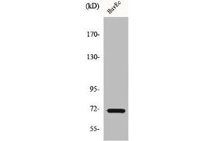 Western Blot analysis of HuvEc cells using Cox-1 Polyclonal Antibody (PTGS1 antibody  (C-Term))