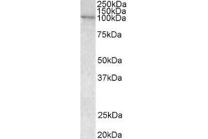 ABIN185278 (0. (VAV3 antibody  (Internal Region))