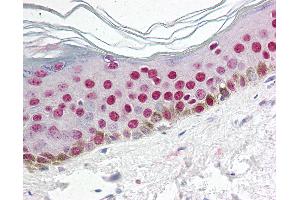 Anti-CCNO / Cyclin O antibody IHC of human skin. (Cyclin O antibody  (N-Term))
