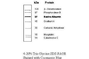 Western Blotting (WB) image for Protein Molecular Weight Marker (ABIN925595)