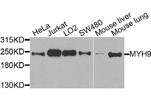 Western blot analysis of extracts of various cell lines, using MYH9 antibody (ABIN5970029) at 1/1000 dilution. (Myosin 9 antibody)