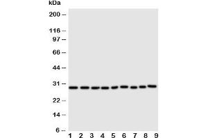 Western blot testing of Peroxiredoxin 3 antibody and Lane 1:  rat brain;  2: (r) lung;  3: (r) kidney;  and human cell line lysate 4: HeLa;  5: Jurkat;  6: 293T;  7: MCF-7;  8: A549;  9: U20S. (Peroxiredoxin 3 antibody  (C-Term))